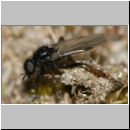 Bibio sp - Haarmuecke m07.jpg